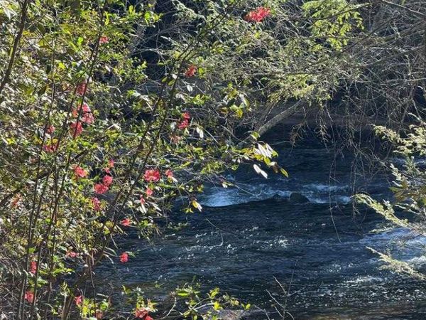 5 Acres Frogtown Place, Dahlonega, GA 30533