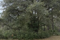 49 Seaside Lane photo 4