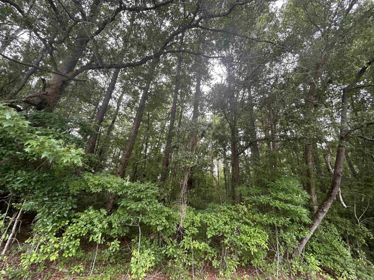 Tbd Johnson Rd. Photo 6