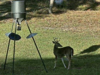 4250 NW 81st Lane, Bell, FL 32619 Photo