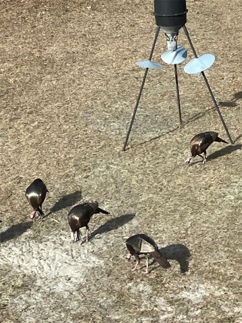 4250 NW 81st Lane, Bell, FL 32619 Photo