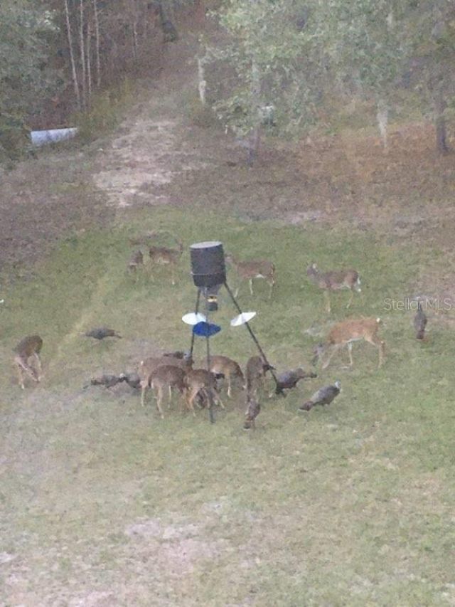 4250 NW 81st Lane, Bell, FL 32619 Photo