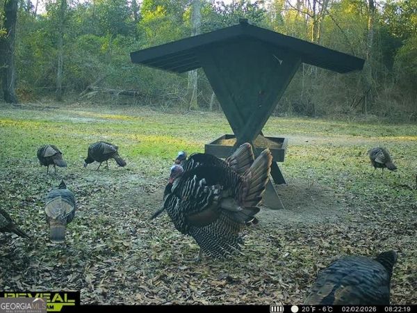 0 CHARLES Street, Vienna, GA 31092