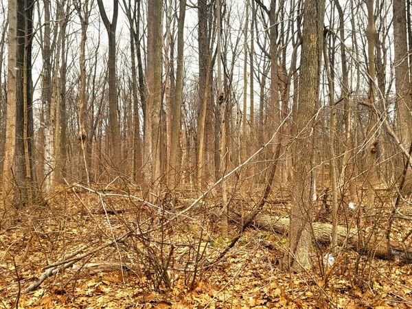 15908 Mydra Road, Union Pier, MI 49129