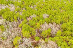 1152 Pineland Drive  photo 4