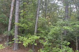 320 Dewdrop Drive photo 4