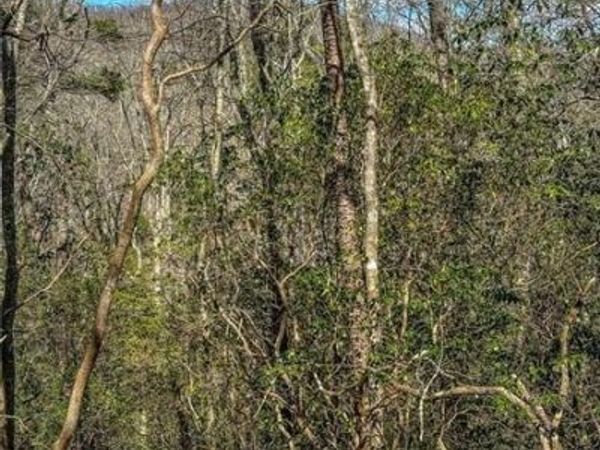 0 TS Jarrard Road, Dahlonega, GA 30533