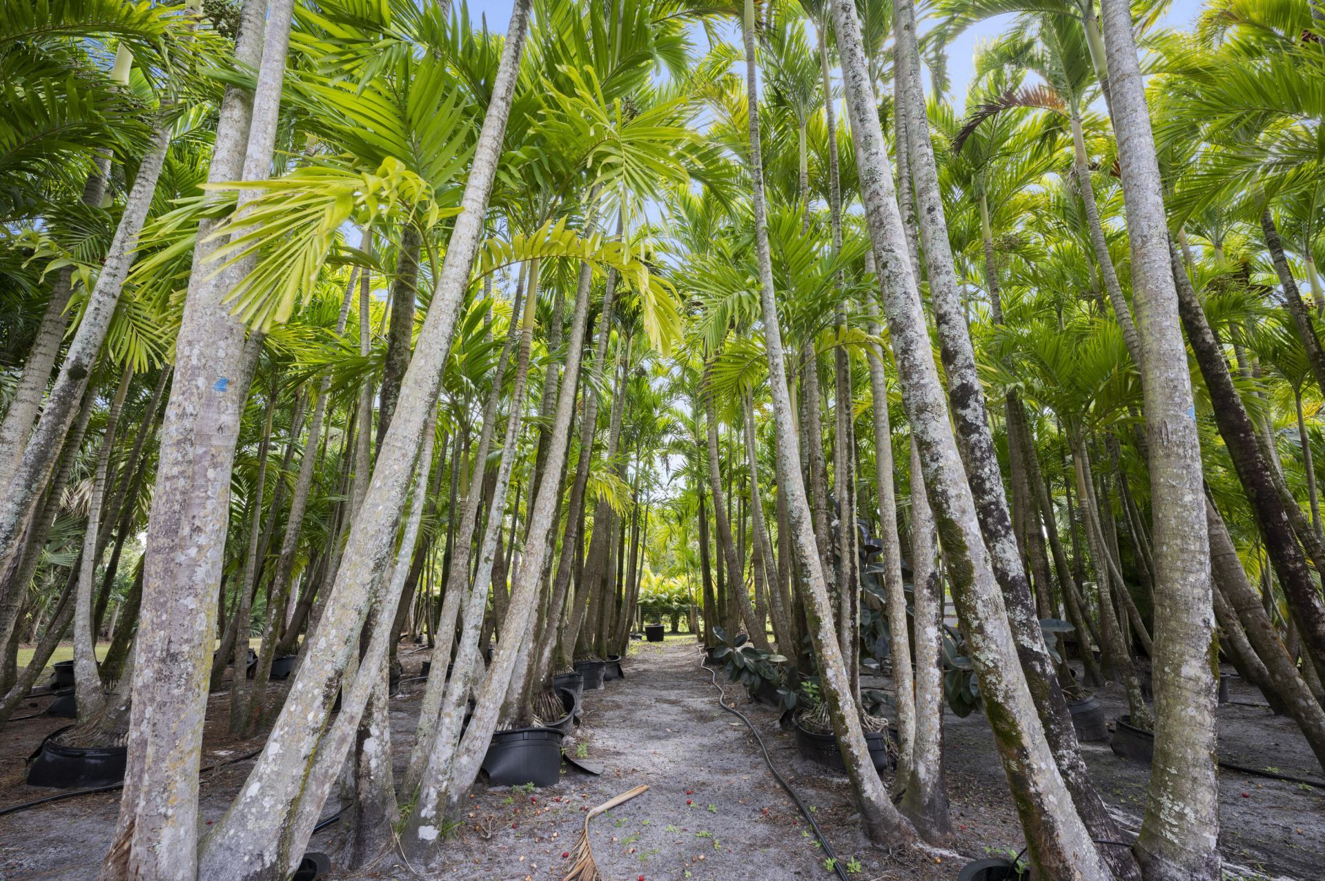 12263 Sandy Run, Jupiter Farms, FL 33478 Photo