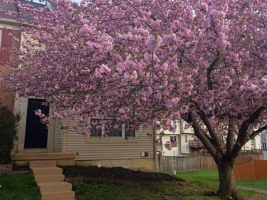 3429 TUCKAHOE COURT, DUMFRIES, VA 22026