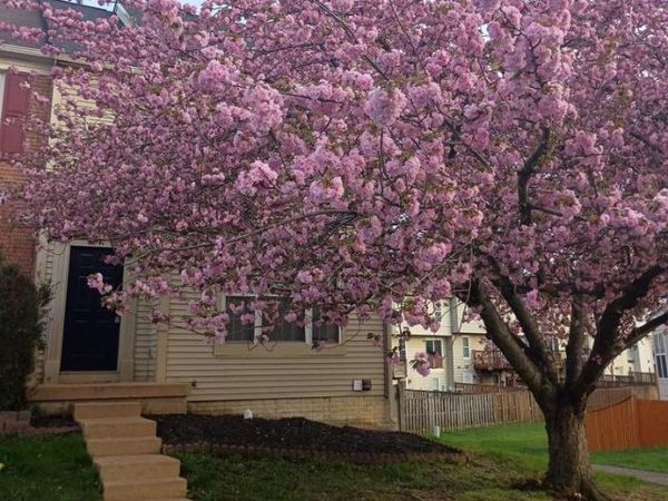 3429 TUCKAHOE COURT, DUMFRIES, VA 22026