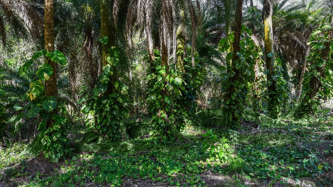 14344 N Road, Loxahatchee Groves, FL 33470 Photo