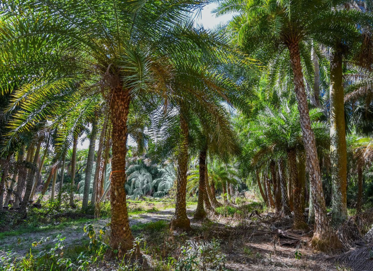 14344 N Road, Loxahatchee Groves, FL 33470 Photo