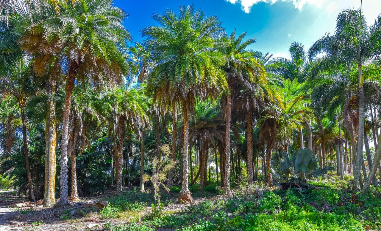 14344 N Road, Loxahatchee Groves, FL 33470 Photo