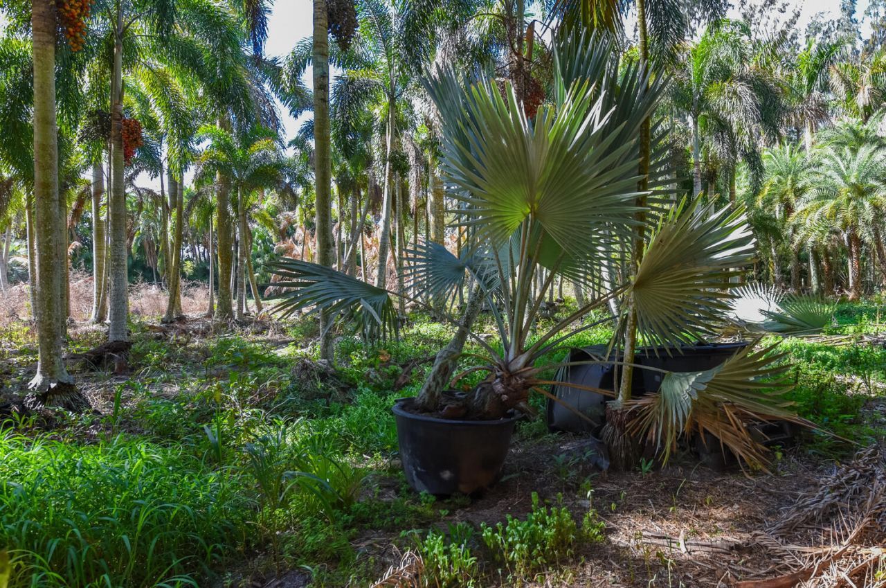 14344 N Road, Loxahatchee Groves, FL 33470 Photo