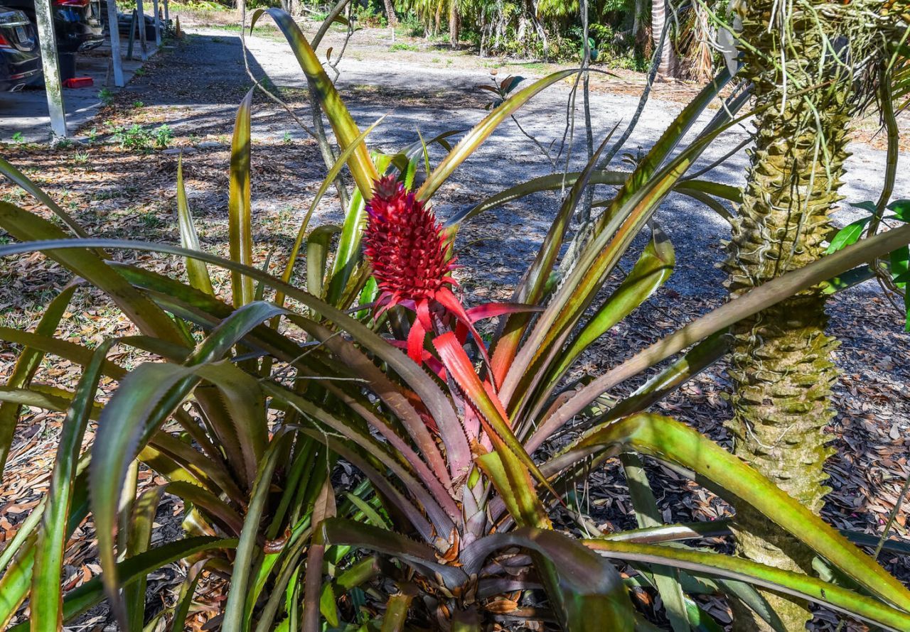 14344 N Road, Loxahatchee Groves, FL 33470 Photo