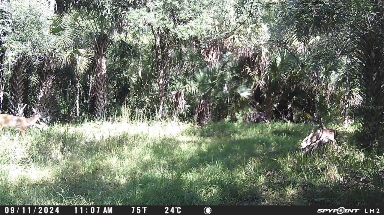 Harrison Road , Mims, FL 32754 Photo