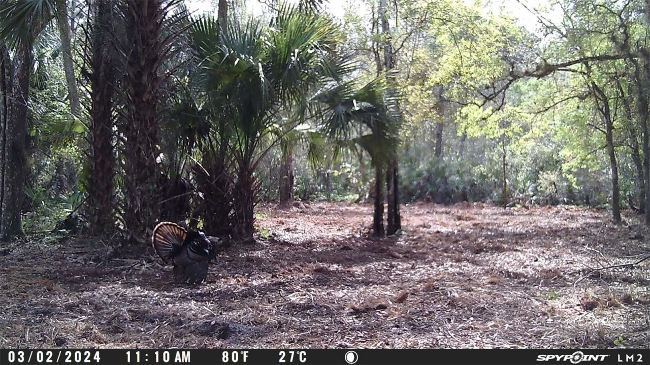 Harrison Road , Mims, FL 32754 Photo