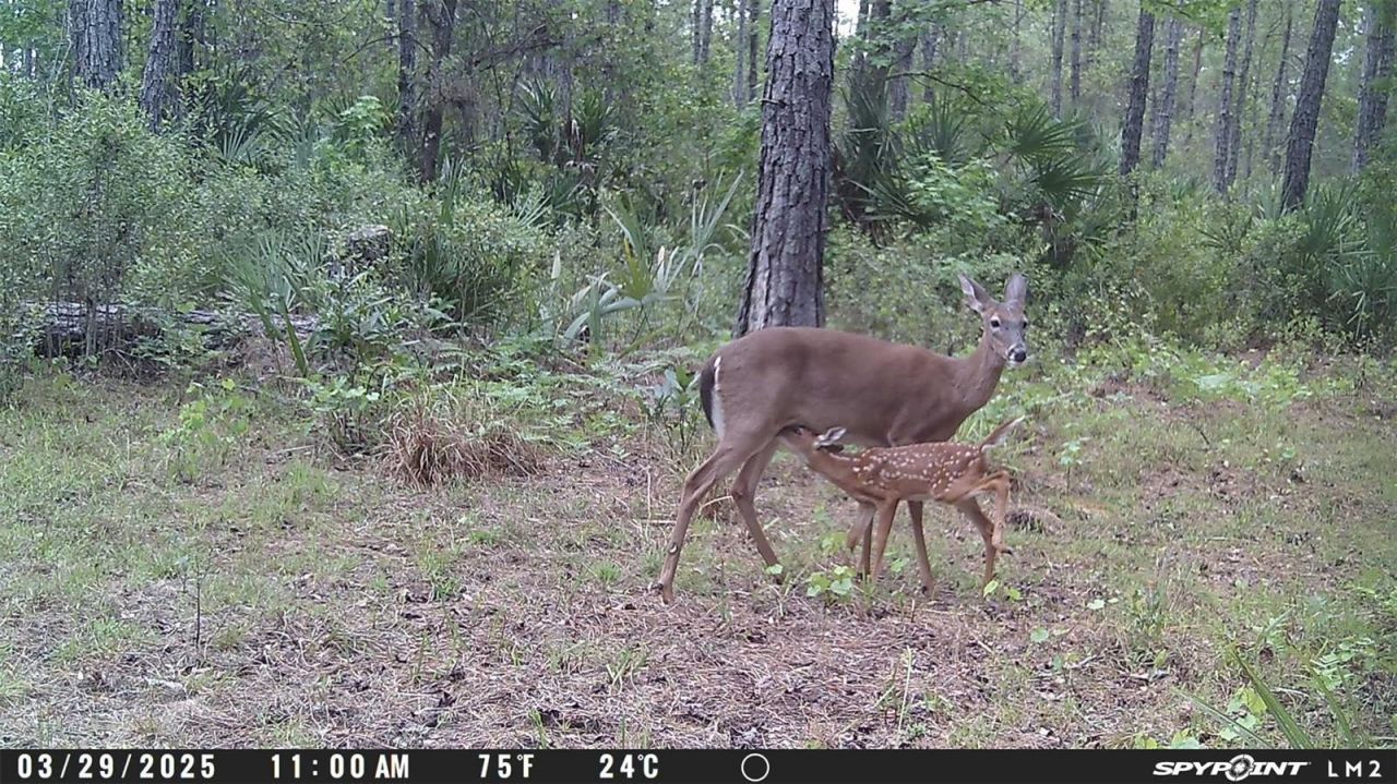 Harrison Road , Mims, FL 32754 Photo