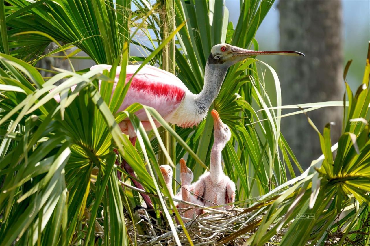 4405 Mount Vernon Drive , Bradenton, FL 34210 Photo