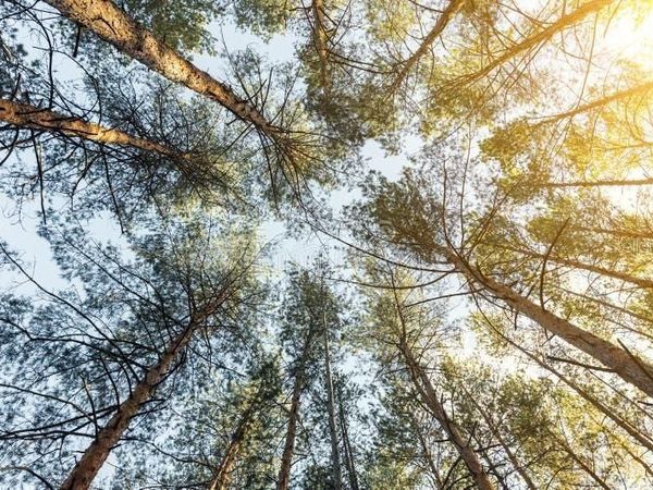 414 CAMELLIA DRIVE , INDIAN LAKE ESTATES, FL 33855