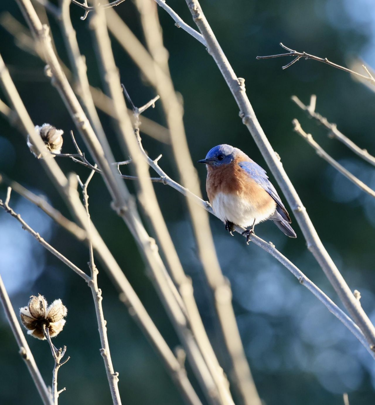 4559 Smoak Road Photo 29