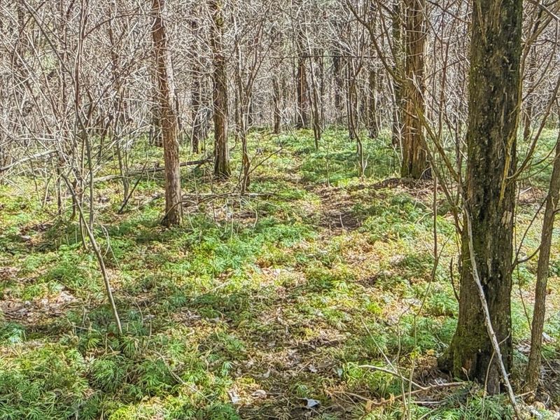 6075 State Route 73, Peebles, OH 45660 Photo 32