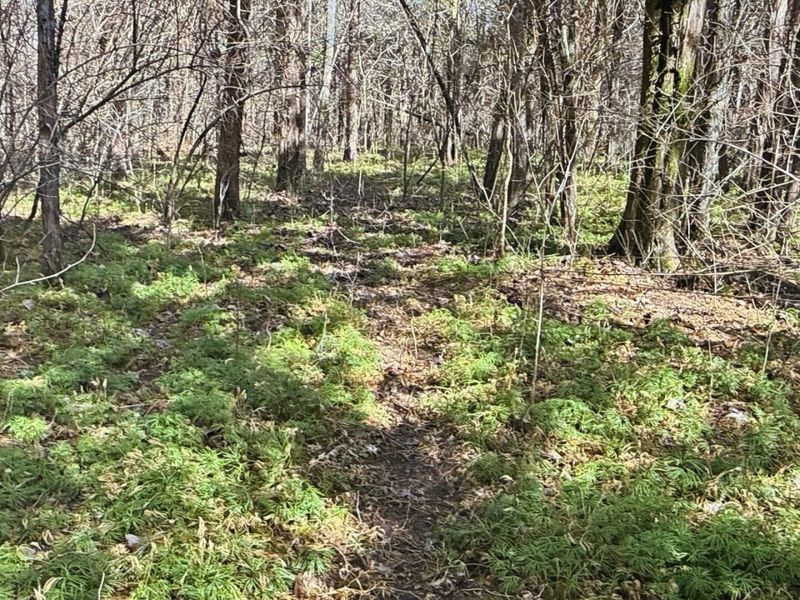 6075 State Route 73, Peebles, OH 45660 Photo 33