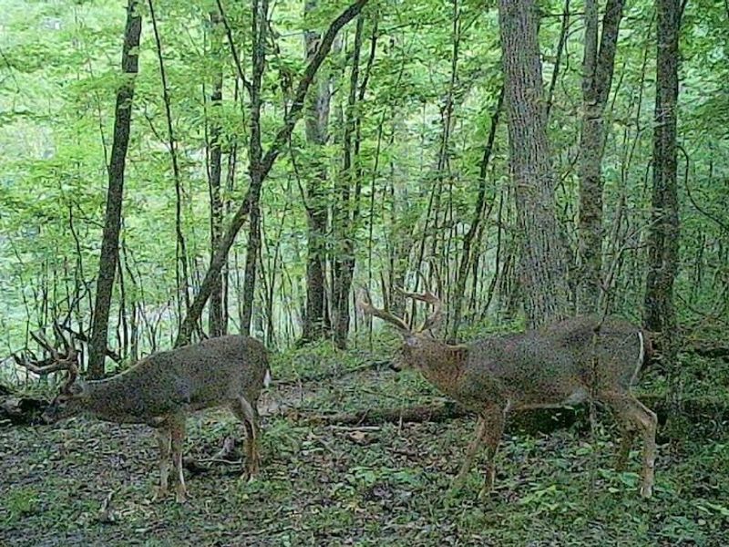 6075 State Route 73, Peebles, OH 45660 Photo 43