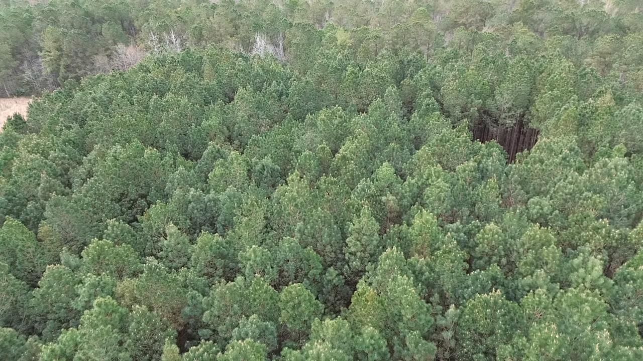 2.11 Acres Boggy Branch Rd.  Photo 4