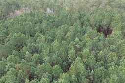 2.11 Acres Boggy Branch Rd.  photo 4