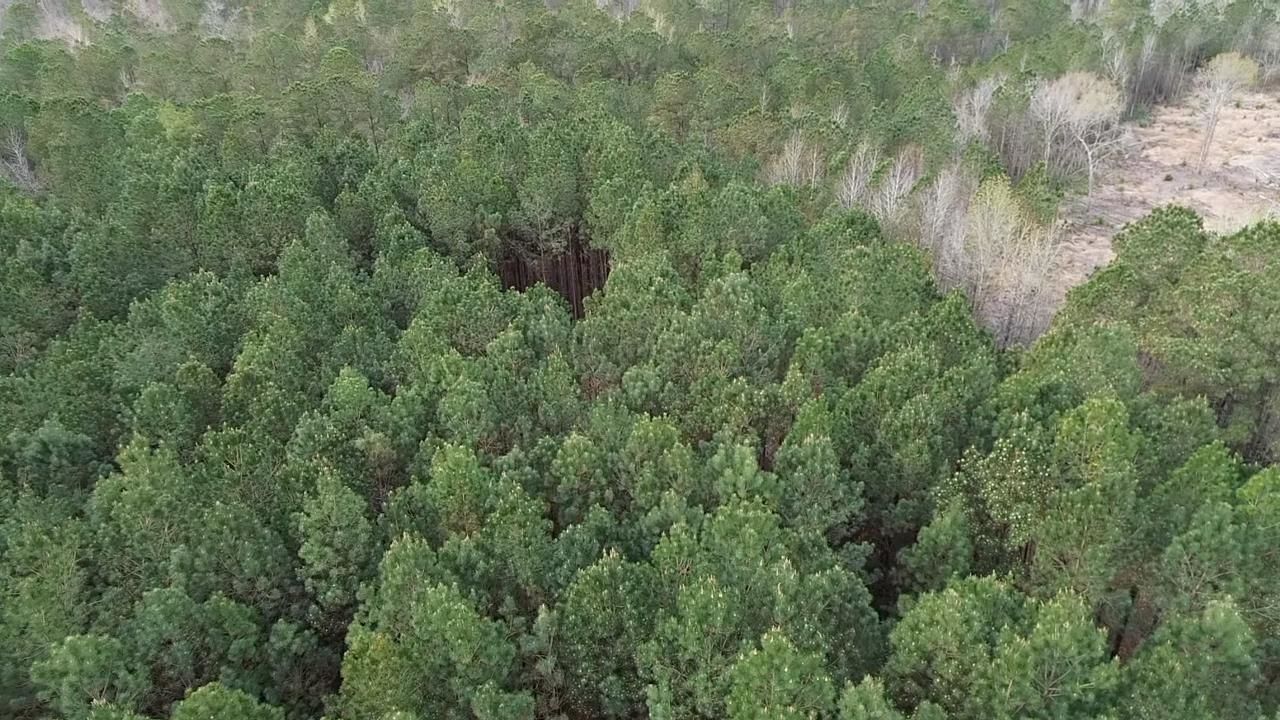 2.11 Acres Boggy Branch Rd.  Photo 6