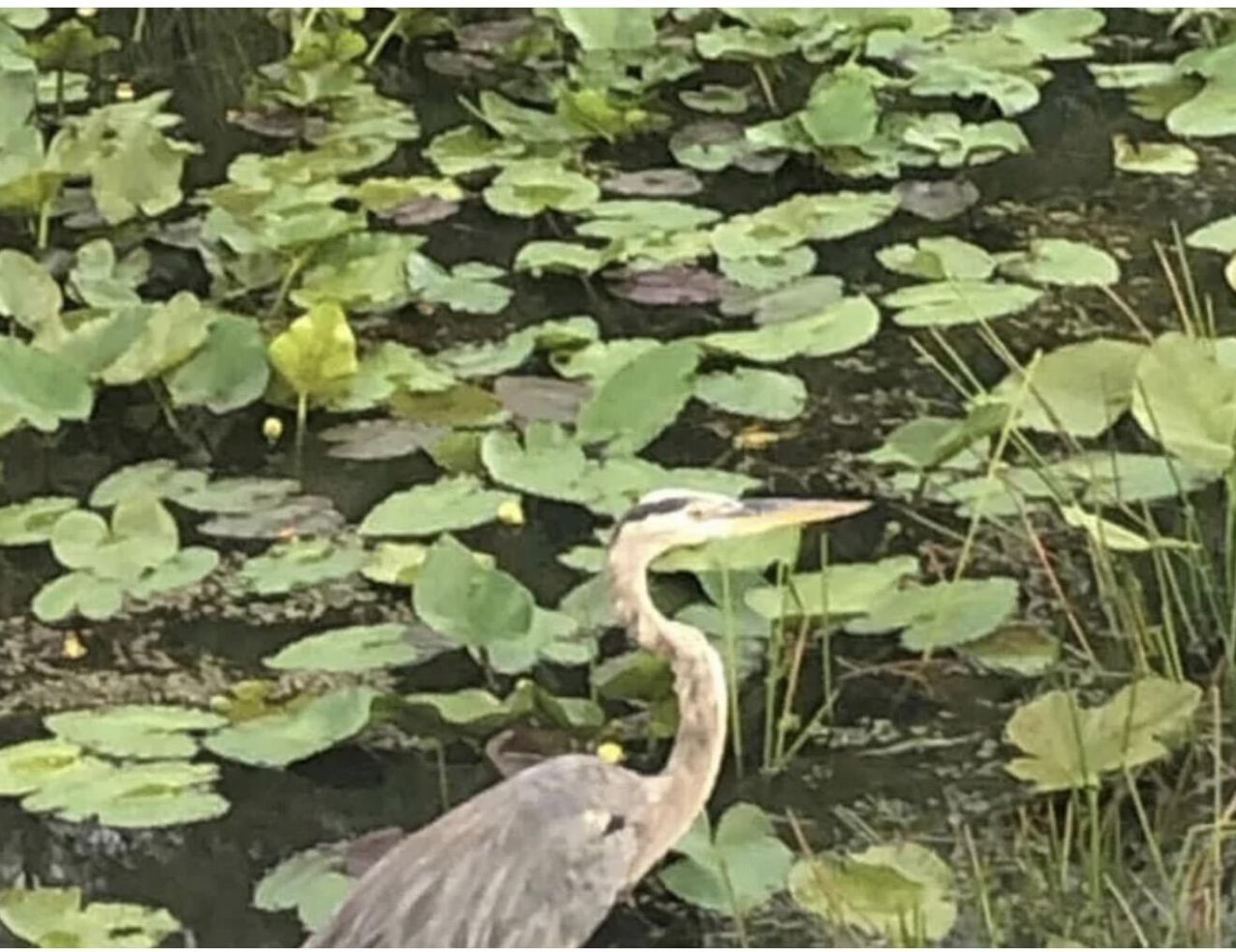 12770 Sugar Creek Drive, West Palm Beach, FL 33418 Photo