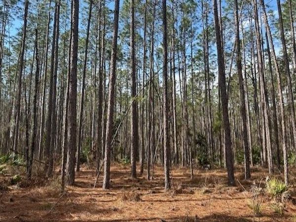 US HWY 129, Bell, FL 32619