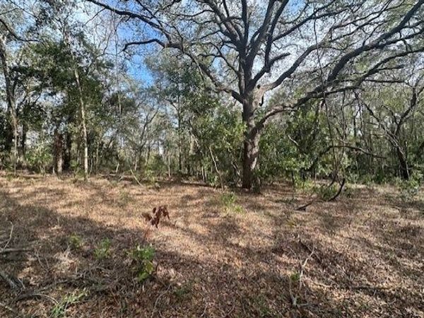 NW COUNTY ROAD 236, Bell, FL 32619