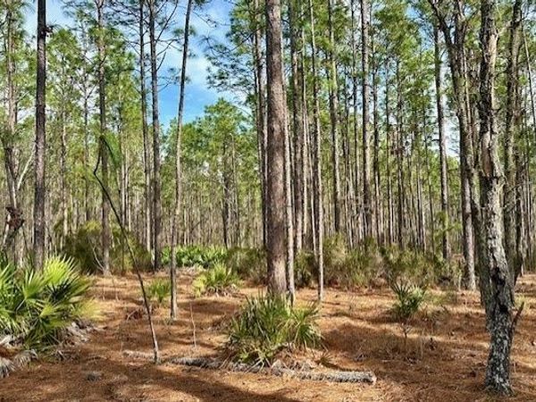NW COUNTY ROAD 236, Bell, FL 32619
