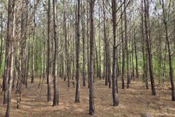 5328 County Line Rd.  photo 4