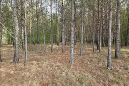 5328 County Line Rd.  photo 4