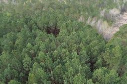 2.11 Acres Boggy Branch Rd. photo 4