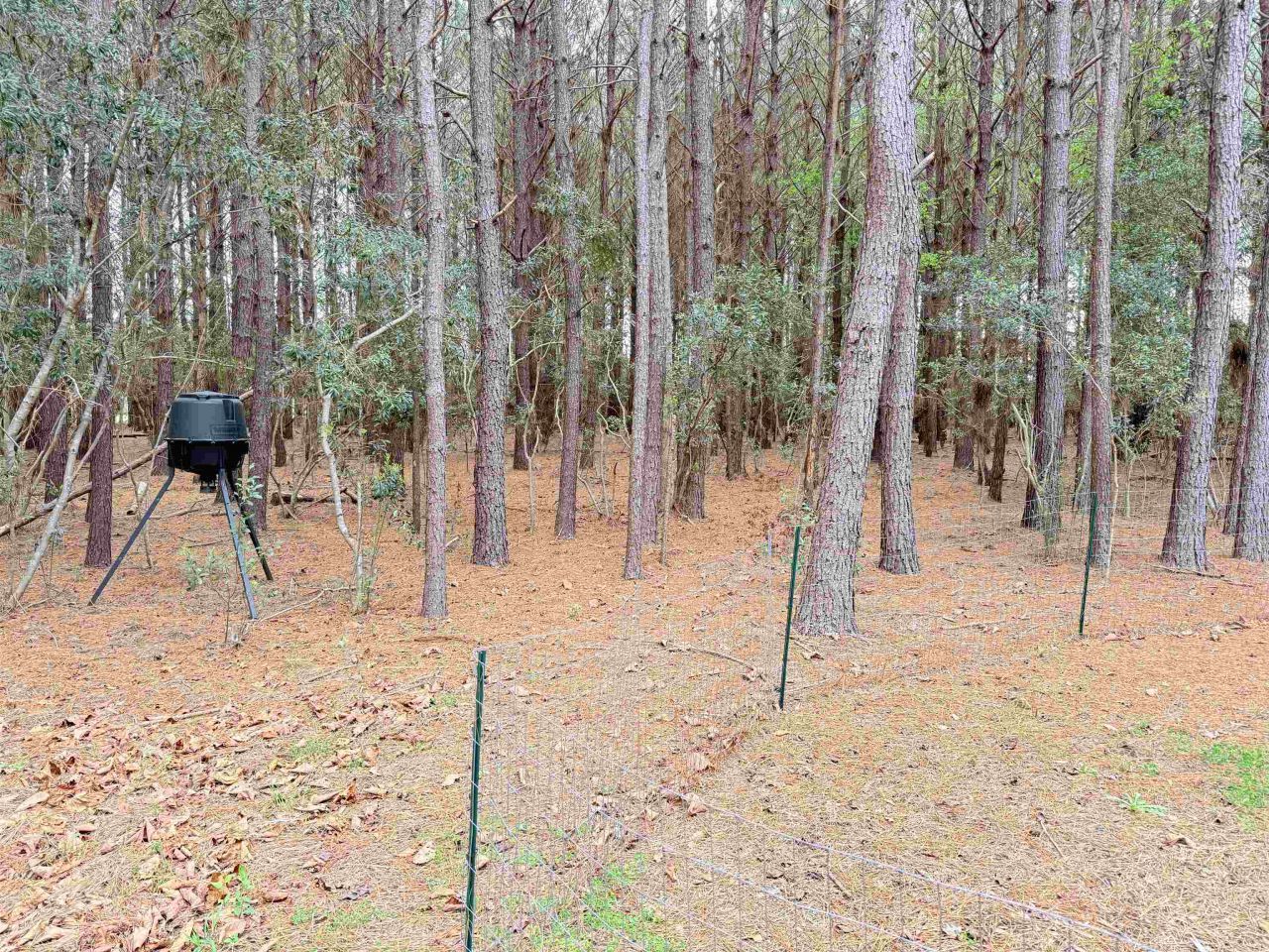 2.11 Acres Boggy Branch Rd. Photo 6