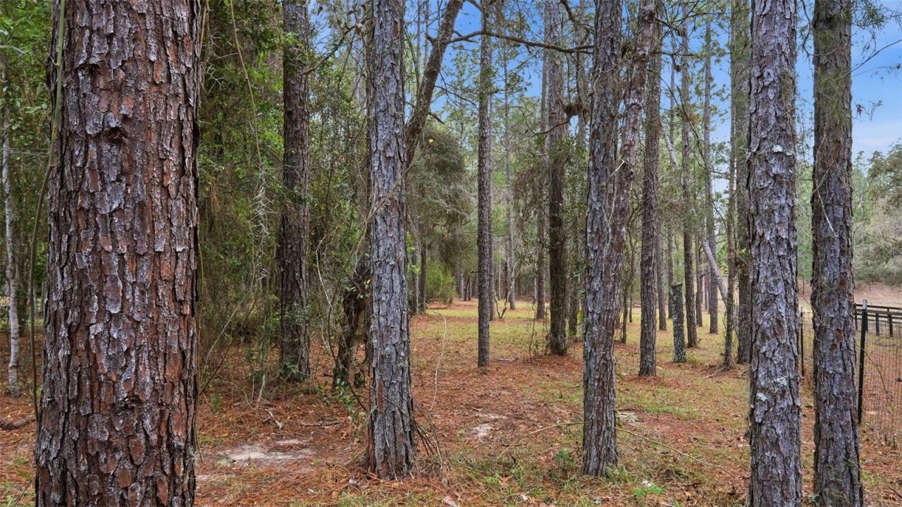 12092 S Hyacinth Point, Floral City, FL 34436 Photo