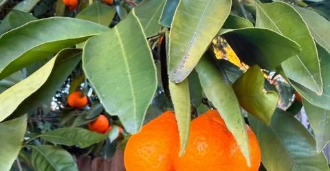 12609 Quail Hollow Dr, Auburn, CA 95603 Photo