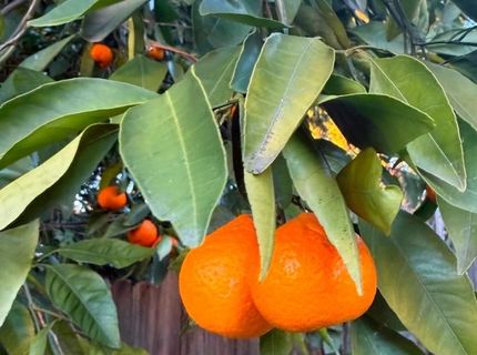 12609 Quail Hollow Dr, Auburn, CA 95603 Photo