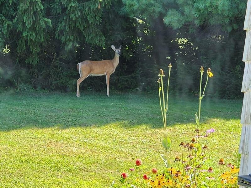 1400 Charolais Drive , Mansfield, OH 44903 Photo 67