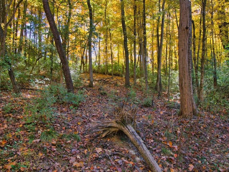 7167 Goshen Road, Goshen Twp, OH 45122 Photo 29