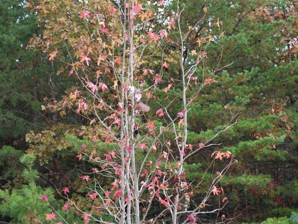 Lot #3 Hillside Drive, Fort Payne, AL 35968