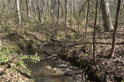 1856 River Road photo 4