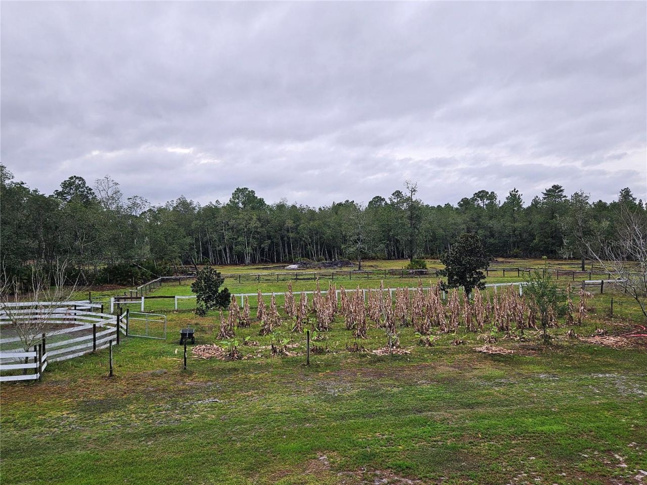 980 Still Road, Pierson, FL 32180 Photo