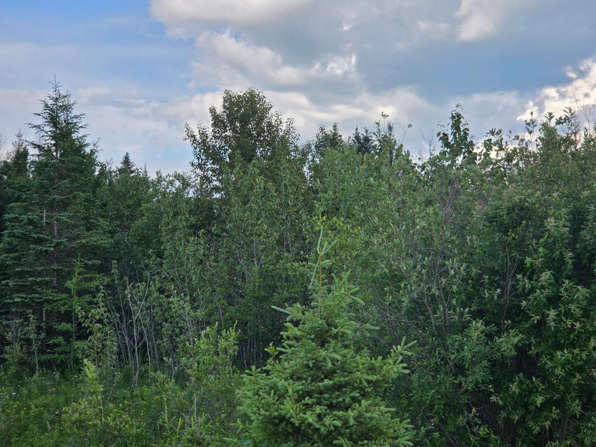 TBD Three Mile Road NE, Blackduck, MN 56630