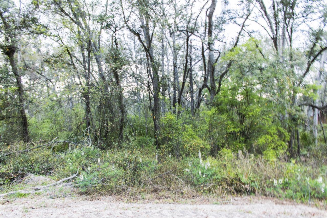 245 NE East Peppermint Trail , Pinetta, FL 32350 Photo