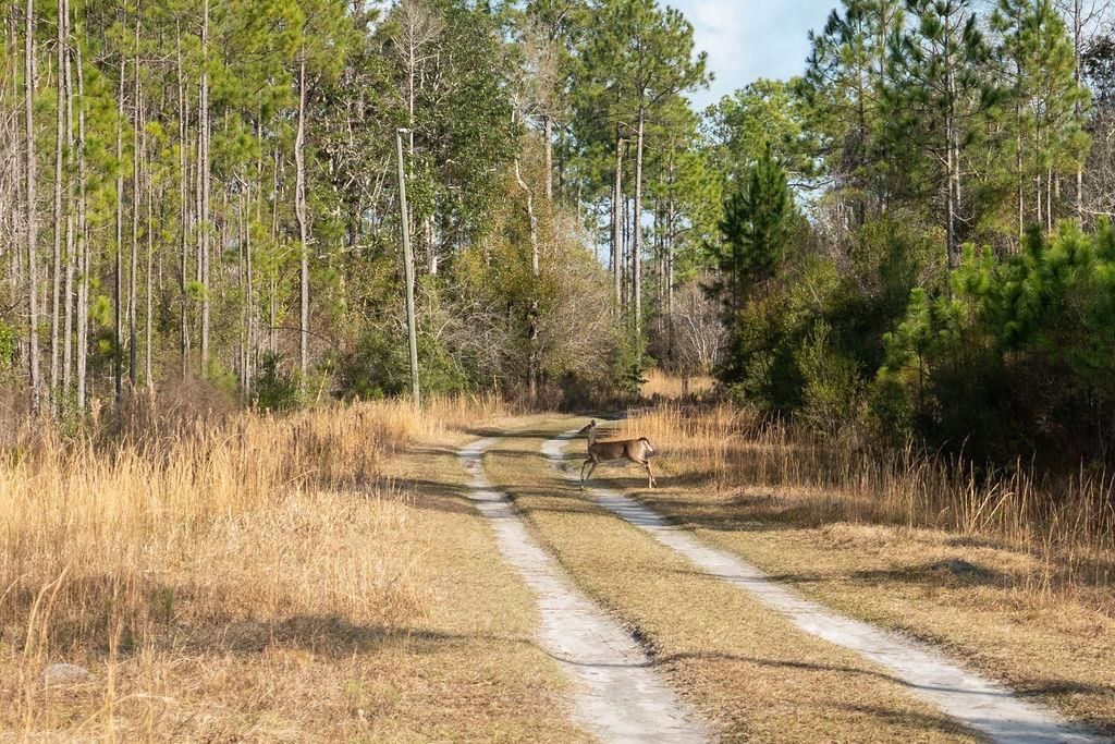 Tbd River Bend Plantation, Lot #12, Carrabelle, FL 32323 Photo